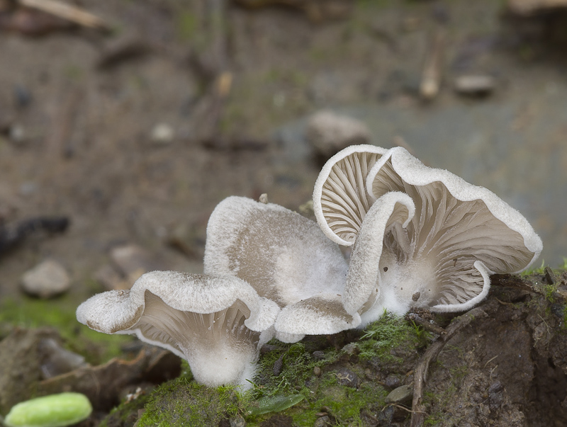 Arrhenia acerosa var. acerosa